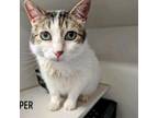 Adopt Bumper a Domestic Short Hair