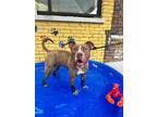 Adopt Poe a Pit Bull Terrier