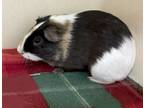 Adopt Jakob (Bonded W/ Bradley) a Guinea Pig