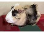 Adopt Bradley (Bonded W/ Jakob) a Guinea Pig