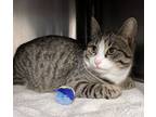 Adopt Duke a Domestic Short Hair