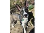 Adopt Odyssey a German Shepherd Dog, Mixed Breed