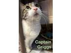 Adopt Captain Griggs a Domestic Short Hair