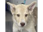 Adopt Daxter a Mixed Breed