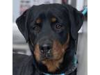 Adopt Brutus a Mixed Breed