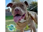 Adopt Macaroni a Mixed Breed