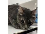 Adopt Pewter a Domestic Short Hair