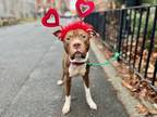 Adopt Coney a Mixed Breed