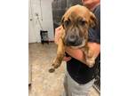 Adopt Tres a Black Mouth Cur, Mixed Breed