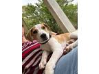 Adopt Bobby a Hound, Mixed Breed