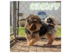 Adopt Chewy a Shih Tzu, Yorkshire Terrier