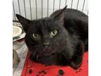 Adopt Gibson a Domestic Short Hair