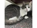 Adopt Royal a Domestic Short Hair