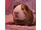 Adopt Cookie a Guinea Pig