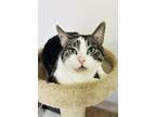 Adopt Chamoy a Domestic Short Hair