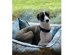Adopt Gordie - Adopted a Italian Greyhound