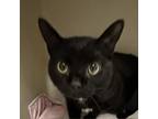 Adopt Oscar a Domestic Short Hair