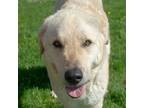 Adopt Clyde a Anatolian Shepherd, Great Pyrenees