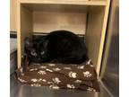 Adopt RASCAL a Domestic Short Hair