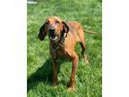 Adopt Chester a Redbone Coonhound