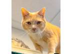 Adopt Guapo a Domestic Short Hair