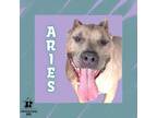 Adopt Aries a Mixed Breed