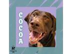 Adopt Cocoa a Mixed Breed