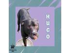 Adopt Hugo a Mixed Breed