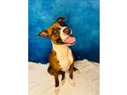 Adopt TURNER a Terrier, Boxer