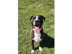 Adopt Hippo a Pit Bull Terrier