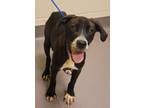 Adopt Marley a Labrador Retriever