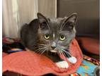 Adopt Daniel a Domestic Short Hair