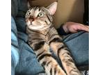Adopt Langly a Domestic Short Hair, Tabby