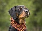 Adopt Homer a Black and Tan Coonhound