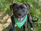 Adopt Bobby a Pit Bull Terrier, Labrador Retriever