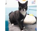 Adopt Mr Feeny a Domestic Short Hair