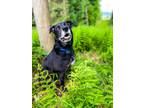 Adopt Tank a Labrador Retriever, Border Collie