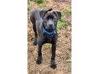 Adopt Stanley a Labrador Retriever, Terrier