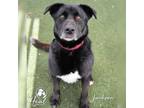 Adopt Jackson a Black Labrador Retriever