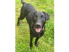 Adopt Champ a Labrador Retriever, Mixed Breed