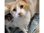 Adopt Brick Red a Domestic Short Hair