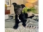 Adopt Grayson a Labrador Retriever, Pit Bull Terrier