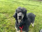 Adopt Frankie OH Jan 24 - Meet Me in Ardsley, NY on April 27th a Standard Poodle