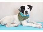 Adopt Rolly a American Staffordshire Terrier, Mixed Breed