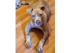 Adopt Angus a American Staffordshire Terrier, Mixed Breed
