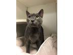 Adopt Ricki (W F St) a Domestic Short Hair