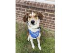 Adopt Triscuit a Mixed Breed