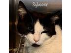 Adopt Sylvester a Domestic Short Hair