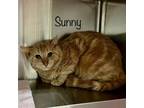 Adopt Sunny a Domestic Short Hair