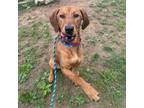 Adopt Rooni a Mixed Breed
